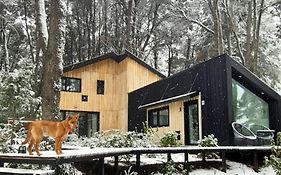 Bosque Cipreses Sur
